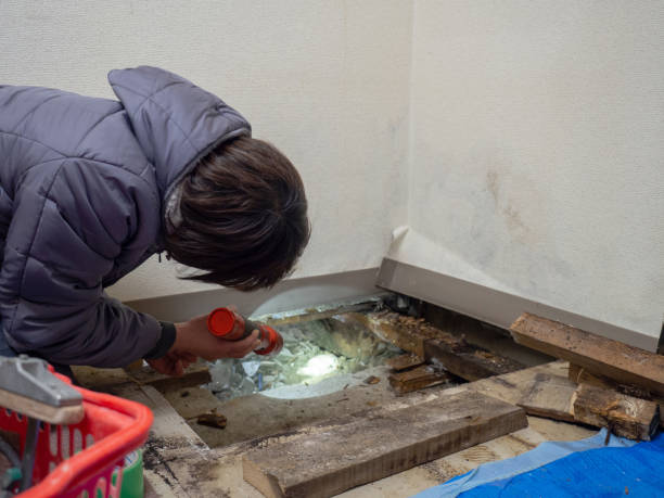 Best Real Estate Mold Inspection  in Pine Prairie, LA